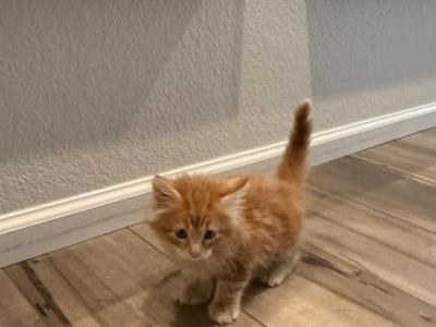 Tiger - Maine Coon - Gallery Photo #1