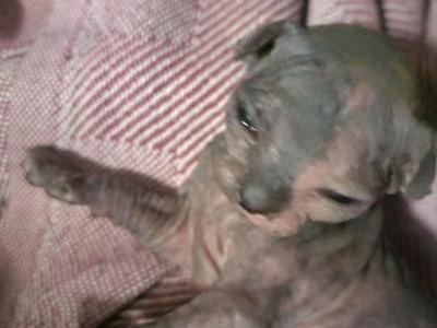 Phantom - Sphynx - Gallery Photo #1