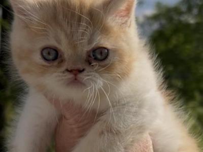 Marmalade Cfa Exotic Sh Persian - Exotic - Gallery Photo #1