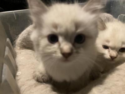 Purebred Female Seal Point Siamese Kitten - Siamese - Gallery Photo #1