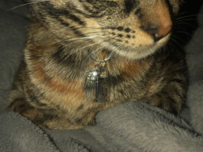 Scar - American Shorthair - Gallery Photo #1