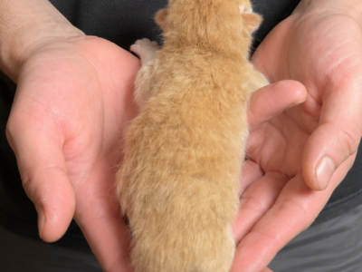 Phoenix - Scottish Fold - Gallery Photo #1