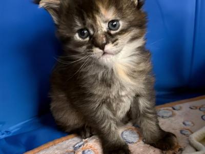 Pixie - Maine Coon - Gallery Photo #1