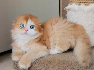 Iris - Scottish Fold - Gallery Photo #1