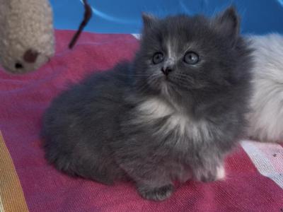 Matys Spring Litter - Munchkin - Gallery Photo #1