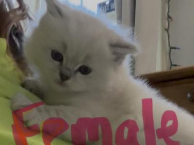 Matys Ragdoll Kittens - Ragdoll - Gallery Photo #1