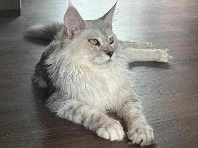 Hermes - Maine Coon - Gallery Photo #1