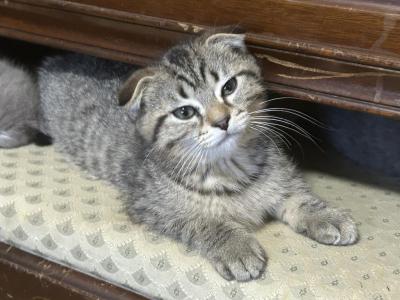 Jasper The Go Getter Scottish Fold X Siamese - Scottish Fold - Gallery Photo #1