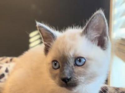 Ling - Siamese - Gallery Photo #1