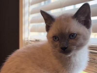 Ming - Siamese - Gallery Photo #1