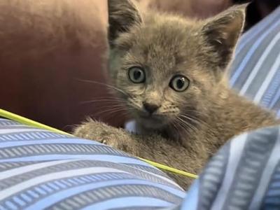 Blue Russians - Russian Blue - Gallery Photo #1
