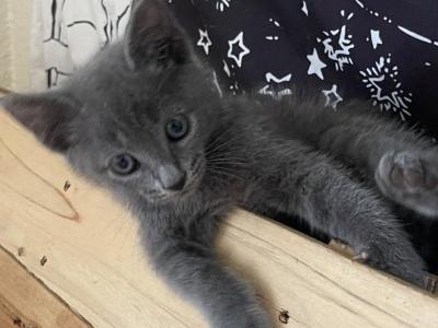 Bessy - Russian Blue - Gallery Photo #1