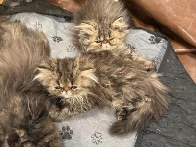 Maya Chocolate Tabby - Persian - Gallery Photo #1