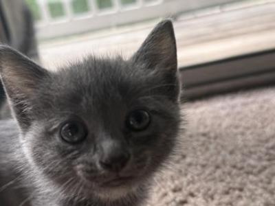 Russian Blue Kitten - Russian Blue - Gallery Photo #1