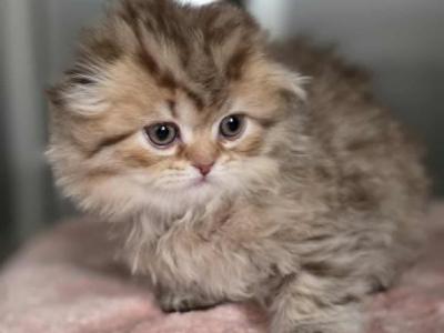 Whiskey - Scottish Fold - Gallery Photo #1