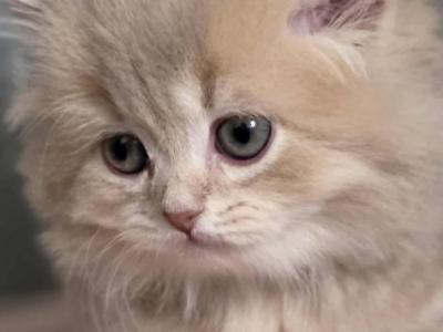 Whisker - Scottish Straight - Gallery Photo #1