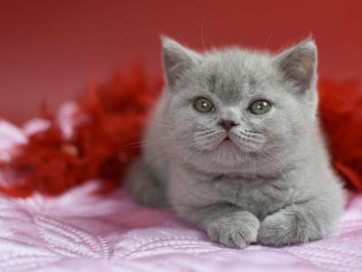 Ullis - British Shorthair - Gallery Photo #1