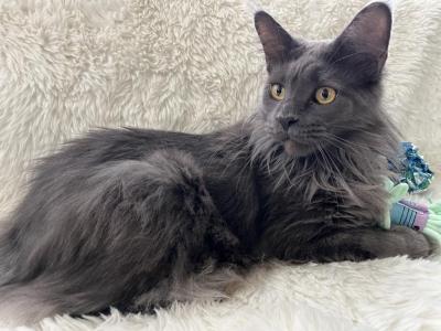 MILA BLUE SMOKE MAINE COON GIRL RETIRED - Maine Coon - Gallery Photo #1
