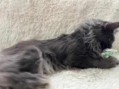 MILA BLUE SMOKE MAINE COON GIRL RETIRED - Maine Coon - Gallery Photo #1
