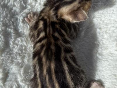 Bella - Bengal - Gallery Photo #1