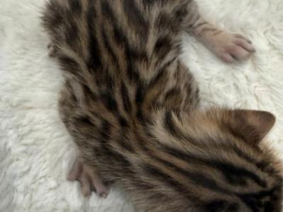 Loki - Bengal - Gallery Photo #1