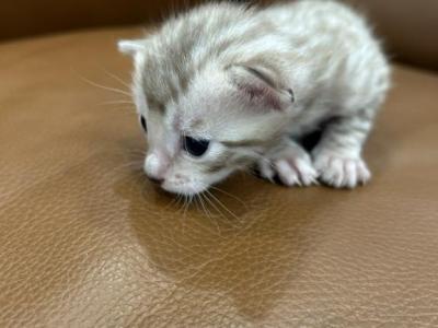 Chilly - Bengal - Gallery Photo #1