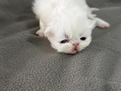 Exotic Litter LH And SH - Exotic - Gallery Photo #1