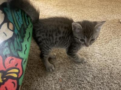 Baby Boy - Egyptian Mau - Gallery Photo #1