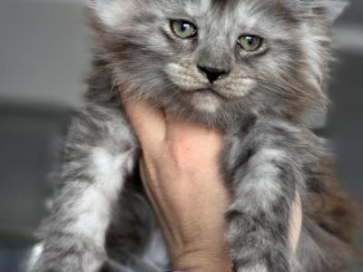 Ash - Maine Coon - Gallery Photo #1