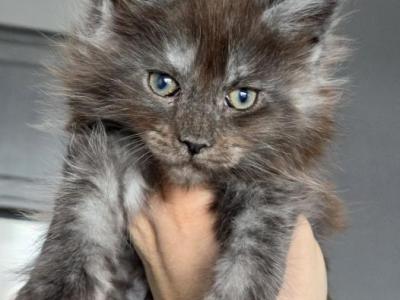 Lycan - Maine Coon - Gallery Photo #1
