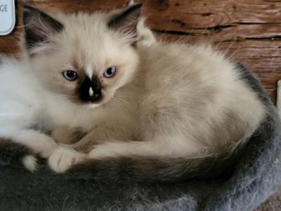 Tatertot - Ragdoll - Gallery Photo #1
