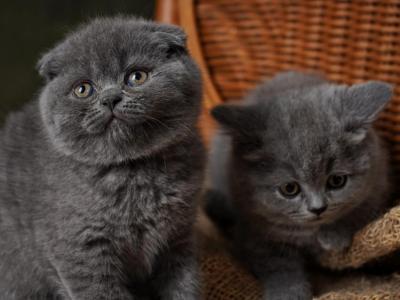 Billy &Buster - Scottish Fold - Gallery Photo #1