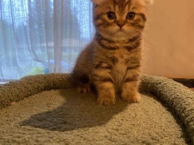 Orange Tabby Scottish Fold Female Kitten - Scottish Fold - Gallery Photo #1