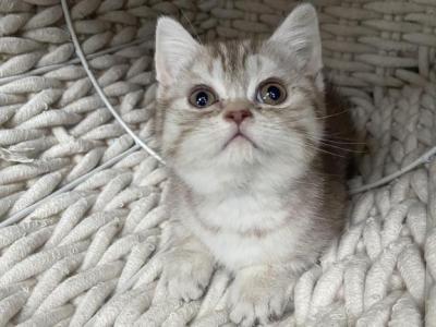 Tiger Scottish Kitten - Scottish Straight - Gallery Photo #1