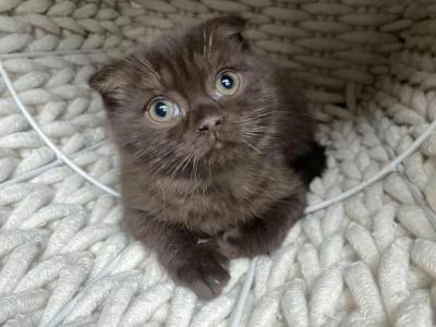 Luck Chocolate Scottish Fold Kitten - Scottish Fold - Gallery Photo #1
