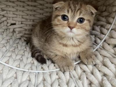 Cute Scottish Fold Male Kitten - Scottish Fold - Gallery Photo #1