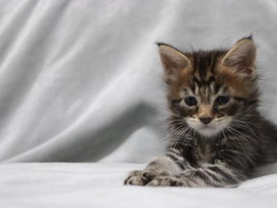 Tiger - Maine Coon - Gallery Photo #1