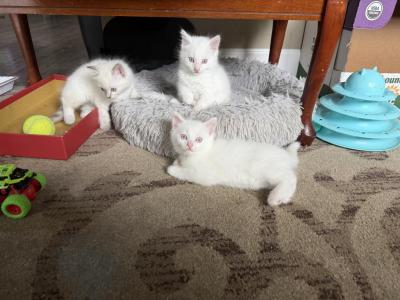 Mimi Rosie Suzan - Ragdoll - Gallery Photo #1