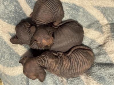 Little House Elves - Bambino - Gallery Photo #1