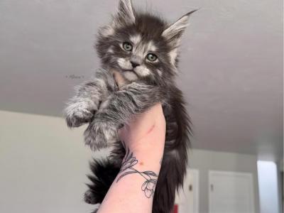 Sinon Litter Smokes - Maine Coon - Gallery Photo #1