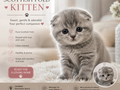 Milo - Scottish Fold - Gallery Photo #1
