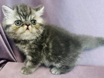 Alfie1 - Persian - Gallery Photo #1