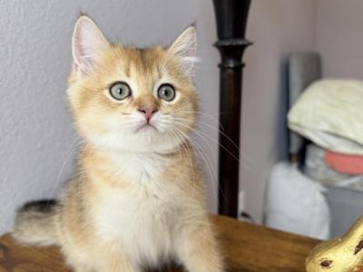 Teddy - Scottish Straight - Gallery Photo #1