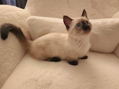 Lily - Munchkin - Gallery Photo #1