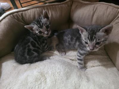 Jinx & Benny - Bengal - Gallery Photo #1