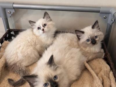 Traditional Litter - Ragdoll - Gallery Photo #1
