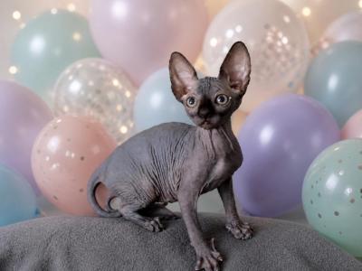 Lana - Sphynx - Gallery Photo #1