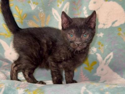 Black Panther - Bengal - Gallery Photo #1