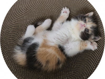 Exotic Shorthair - Exotic - Gallery Photo #1