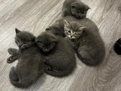 Latte Litter - Scottish Fold - Gallery Photo #1